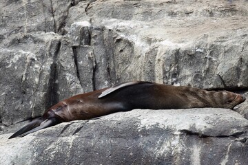 Sleeping long nose fur seal