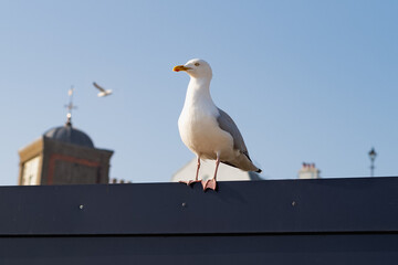 A seagull or European herring gull sits on the top of a building site barrier. In the background is the top of a Victorian elevator shaft.