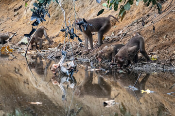Thirsty Monkey
