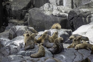 Male brown fur seals on rocks