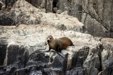 Fototapeta premium Portrair of long nose fur seal
