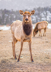 youngdeer in the snow estes park