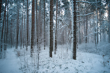 Aerial view of frosty white winter pine forests and birch groves covered with hoarfrost and snow. Drone photo of high trees in mountains at winter time. Idyllic landscape