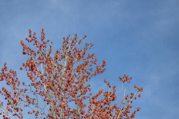 palm tree, palm, tree, sky, nature, blue, landscape, green, plant, palm, summer, grass, pine, forest, desert, tropical, field, branch, trees, joshua, dry, flora, vacation, white