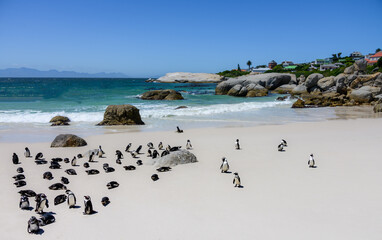 penguins south africa