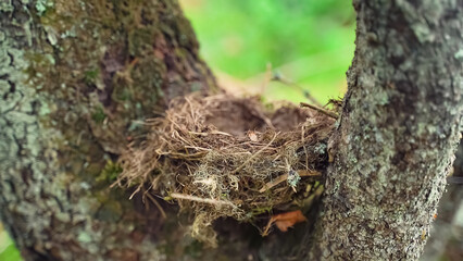 bird's nest on a tree between branches