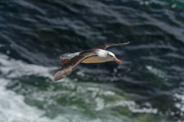 Black-browed Albatross, Falkland Islands or Malvinas, wildlife