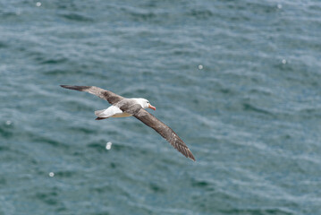 Black-browed Albatross, Falkland Islands or Malvinas, wildlife