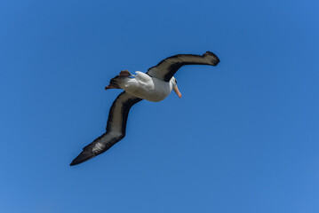 Black-browed Albatross, Falkland Islands or Malvinas, wildlife