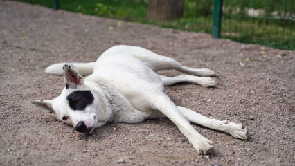 white spotted dog is lying on the ground