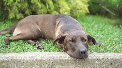 Parodic dog lies lazily on the lawn