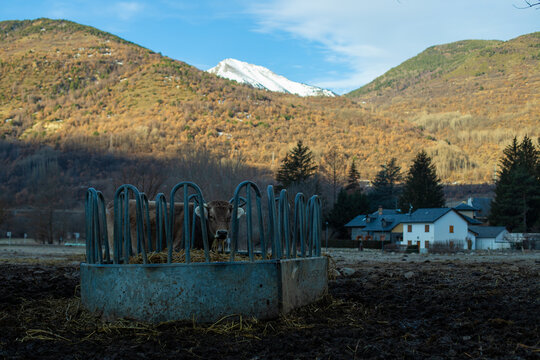 caballo