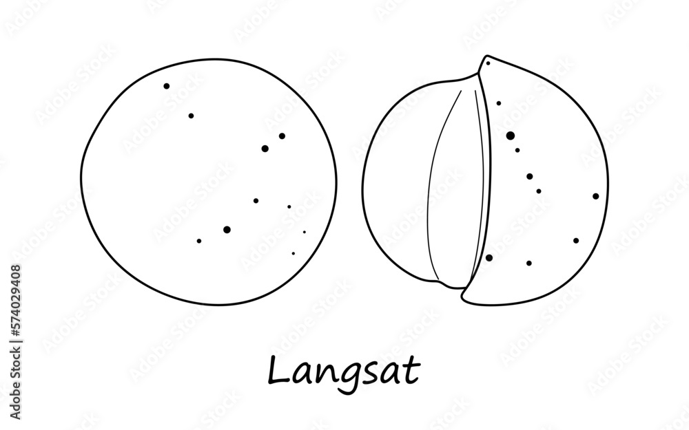 Aufkleber langsat exotic fruit vector sketch. longkong in linear style. hand drawing lansium parasiticum langs