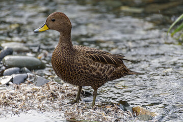 Corn Duck, South Georgia Islands, Wildlife,