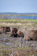 bison, buffalo, herd, animal, mammal, wildlife, wild, nature, bull, horns, fur, cow, yellowstone, brown, cattle, park, horned, european bison, horn, animals, big, head, grass, calf, american bison