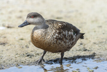 Duck Creston, Falkland Islands or Malvinas, wildlife, 