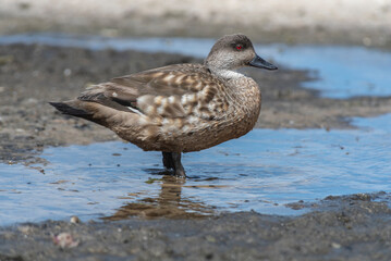 Duck Creston, Falkland Islands or Malvinas, wildlife, 
