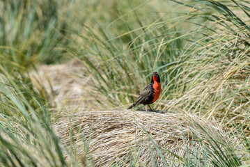 Long-tailed Lark bird, Falkland Islands, Wildlife,