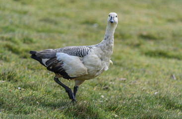 Mountain Goose, Falkland Islands or Malvinas, Wildlife,