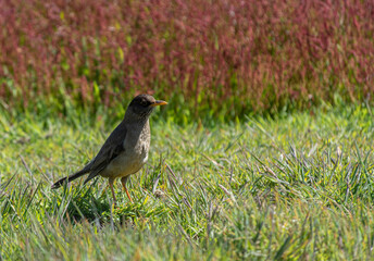Patagonian Thrush Bird, Falkland Islands or Malvinas, wildlife,