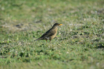 Patagonian Thrush Bird, Falkland Islands or Malvinas, wildlife