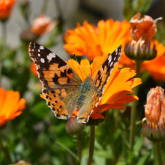 Obraz premium butterfly on flower