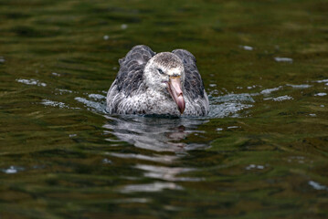 Royal Albatross, South Georgia Islands, wildlife, 