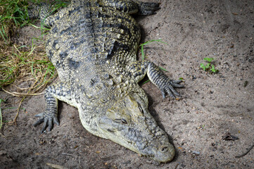 Crocodile having some rest in it's habitat in Guadalajara's Zoo.