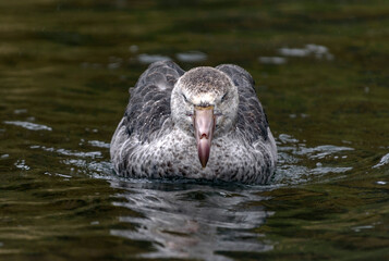 Royal Albatross, South Georgia Islands, wildlife, 