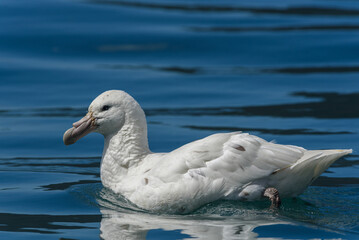 Royal Albatross, South Georgia Islands, wildlife, water, ocean, nature, birds

