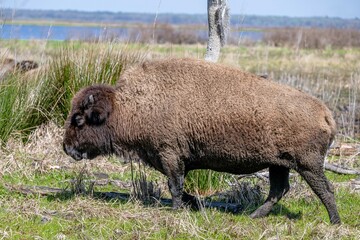 bison, buffalo, herd, animal, mammal, wildlife, wild, nature, bull, horns, fur, cow, yellowstone, brown, cattle, park, horned, european bison, horn, animals, big, head, grass, calf, american bison