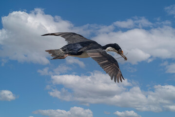 Royal Cormorant, Falkand Islands, wildlife

