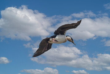 Royal Cormorant, Falkand Islands, wildlife

