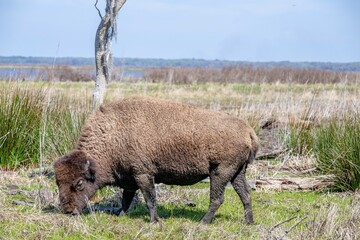 bison, buffalo, herd, animal, mammal, wildlife, wild, nature, bull, horns, fur, cow, yellowstone, brown, cattle, park, horned, european bison, horn, animals, big, head, grass, calf, american bison