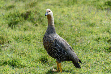 Ruddy-headed Goose, Falkland Islands or Malvinas

