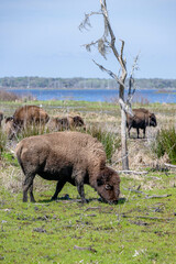 Fototapeta premium bison, buffalo, herd, animal, mammal, wildlife, wild, nature, bull, horns, fur, cow, yellowstone, brown, cattle, park, horned, european bison, horn, animals, big, head, grass, calf, american bison