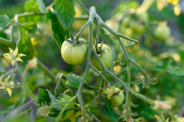 Tomato plants.Unripe green tomatoes on a branch and flowers of a tomato.The concept of organic vegetables, farming, the growth of young tomato plants in a greenhouse.High yielding tomatoes.