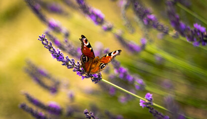 Lavender butterfly swallowtail butterfly © Micha