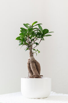 Ceramic pot with green plant on table