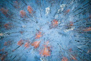 Aerial view of frosty white winter pine forests and birch groves covered with hoarfrost and snow. Drone photo of high trees in mountains at winter time. Idyllic landscape