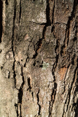 Old color texture on wood rustry .