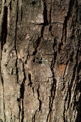 Old color texture on wood rustry .