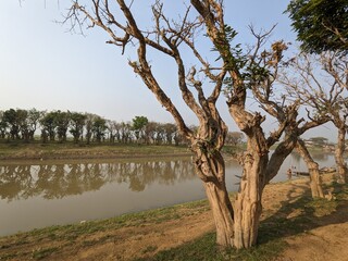 tree in the water