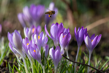 Close up of a honey bee flying over pink crocuses