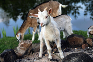 Fototapeta premium baby goats