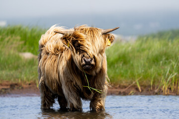 scottish highland cow