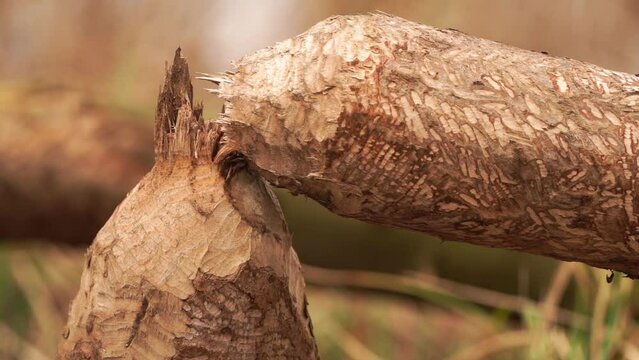 Beaver teeth marks which I filmed in the Biesbosch, a natural reserve in the Netherlands