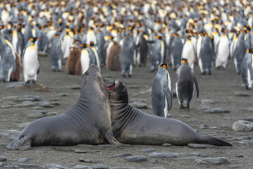 Fototapeta premium Wildlife