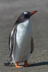Gentoo Penguin, Falkland Islands or Malvinas, Wildlife
