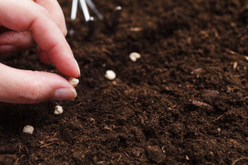 Woman's hand planting peas seeds in fertile soil. Sowing at springtime. Close-up